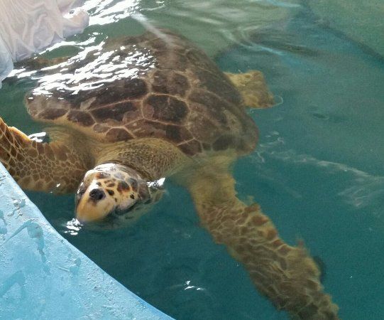 Ospedale delle Tartarughe
